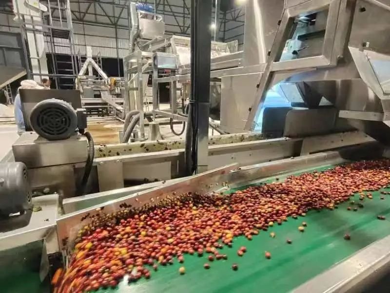 Green coffee processing process